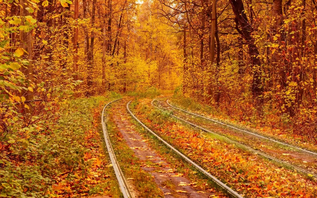 Vigezzina-Centovalli Railway: the Foliage Train