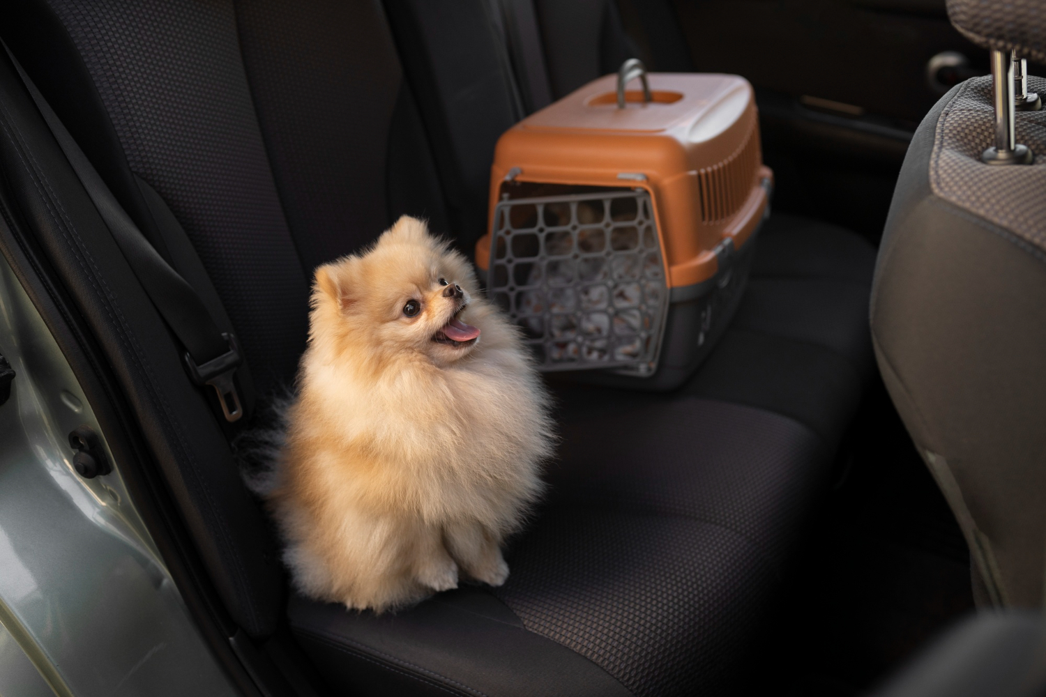 Leaving for the airport by taxi is also convenient for dogs
