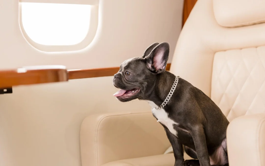 Dogs on the plane: new rules and useful tips