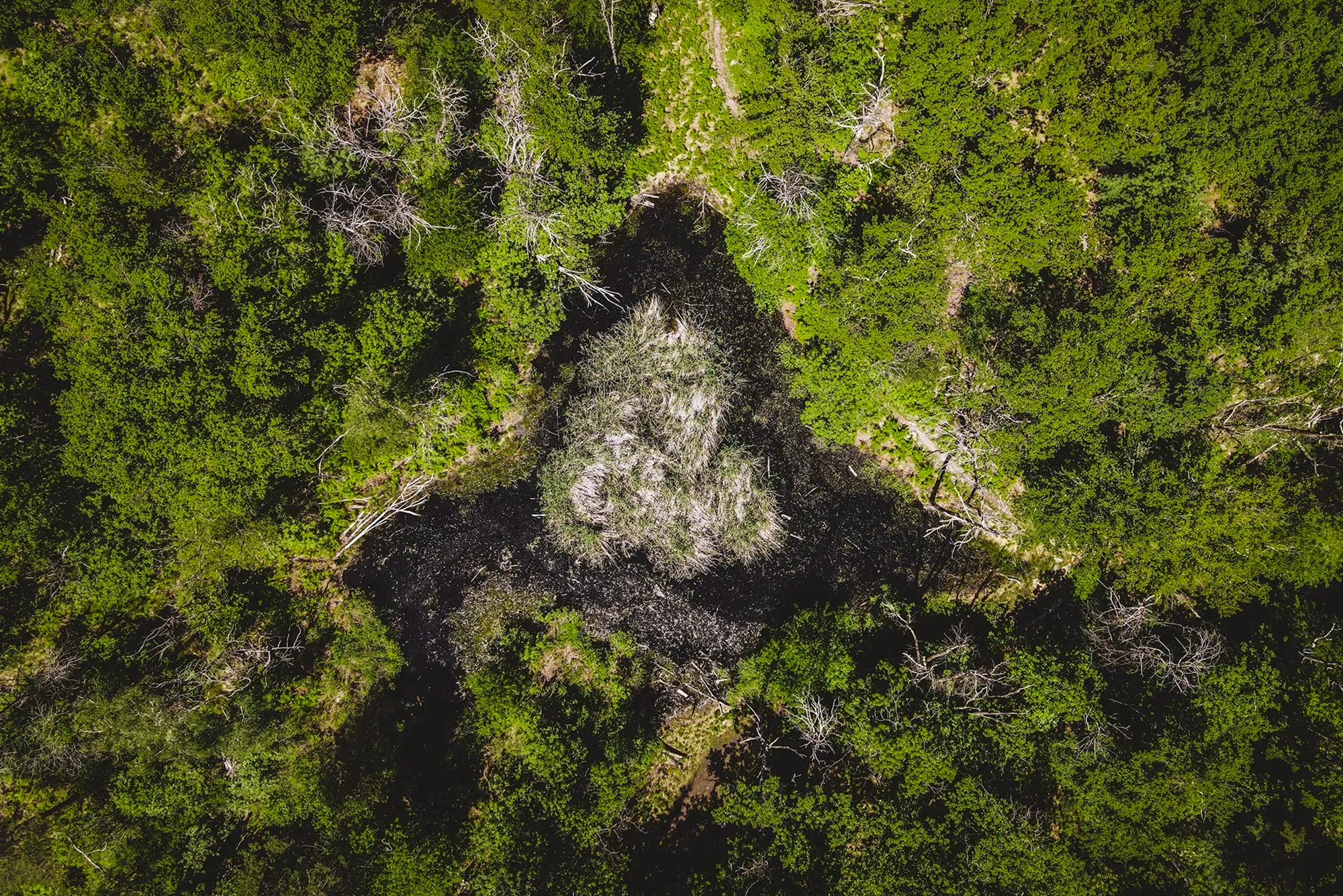 Bosco di Maia (Losone/Arcegno)
