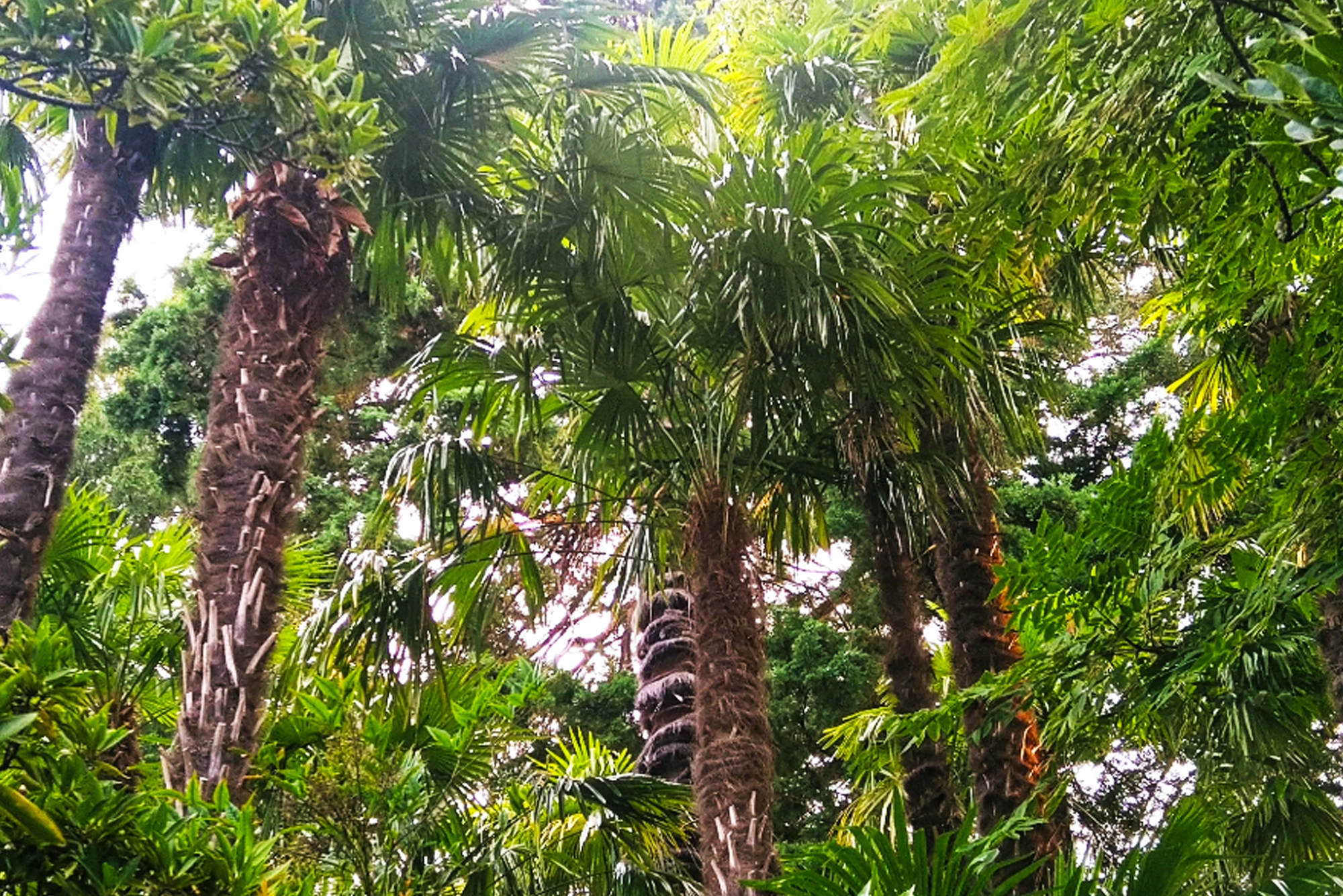 Botanical Garden of the Brissago Islands